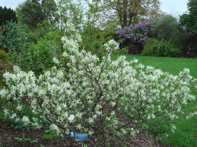 Amelanchier ovalis (2)